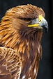 Male Golden Eagle | Birds | Wildlife | Photography By Martin Eager ...
