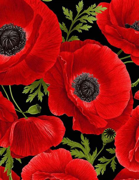 Red Poppies On Black Background With Green Leaves And Stem Sprouts In