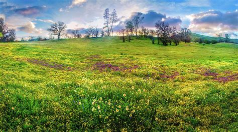Sunset Panorama Over The Shell Creek Superbloom 2019 Photograph By Lynn