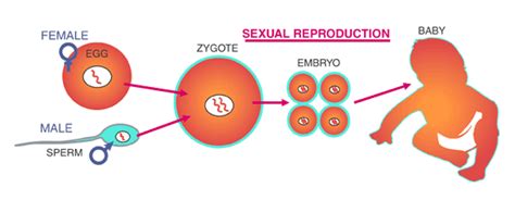 Explore Different Modes Of Reproduction In Animals And Plants