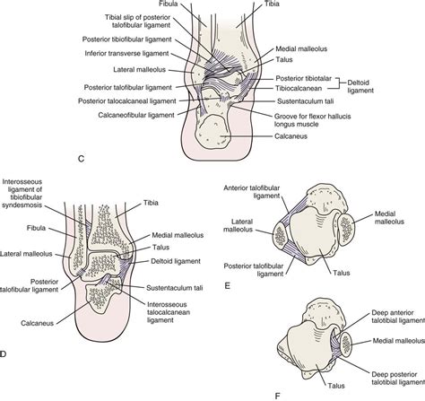 From here, different types of crabs are divided into different infraorders, but they all share the. Left Leg Ligaments : Anatomy of Knee - Thigh nerve issue ...