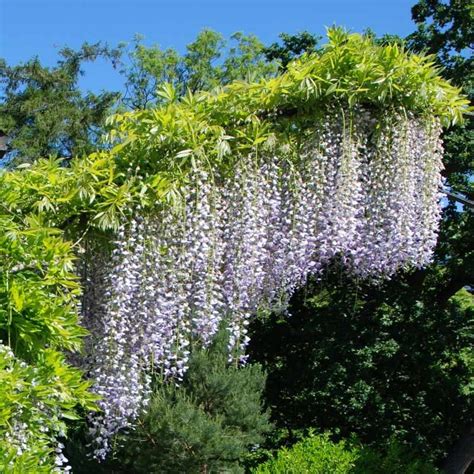 Wisteria Floribunda Macrobotrys