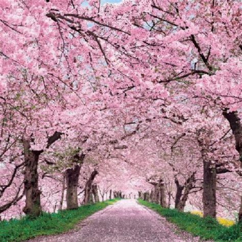 #cherry #blossom #cherryblossom #cherryblossomicon #cherryblossommanga #sk8theinfinity #sk8sk8theinfinitychillout. 10 Latest Japan Cherry Blossom Wallpaper Hd FULL HD 1080p ...