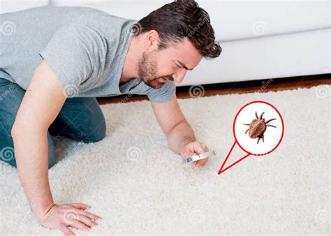 Man Checking For Carpet Dust Mites And Bug Parasites Stock Photo