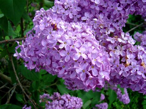 Lilac Flowers