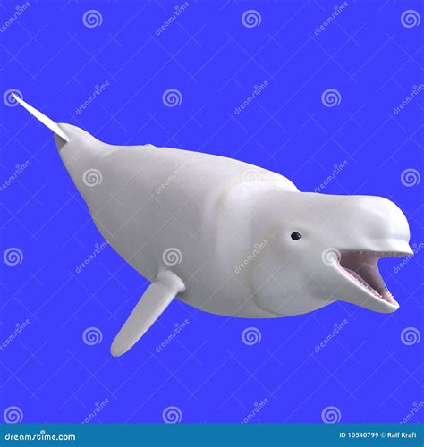 Whitle Female Beluga Whale Royalty Free Stock Images Image 10540799