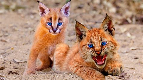 Top 10 Rarest And Most Beautiful Wild Cats On Earth Youtube