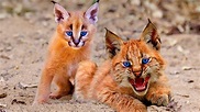 Top 10 RAREST And Most Beautiful Wild Cats On Earth! - YouTube