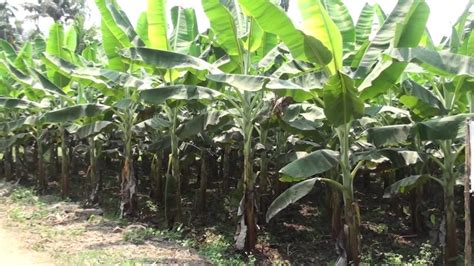 Banana Farming In Kerala India Youtube