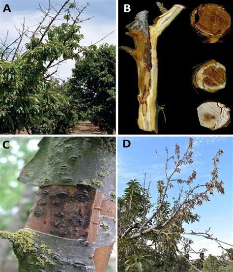 Fungal Canker Diseases Affect Productivity Of Sweet Cherry Orchards