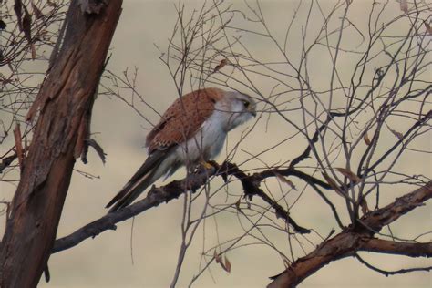 ebird australia checklist 27 sep 2020 namadgi national park visitor centre 40 species