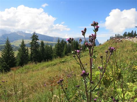 Wildflowers In The Dolomites Brooklyn Orchids