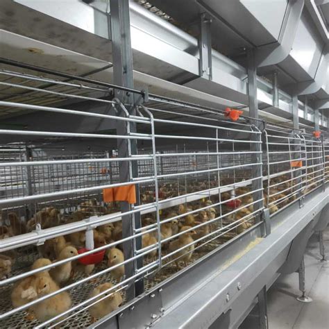 Commercial Chicken Cages For Sale Layer Broiler Brooder