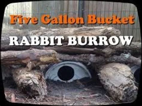 Image Result For How To Set Up A Rabbit Colony With Nest Boxes