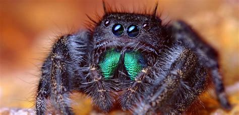 Clase Arachnida O Arácnidos Características Principales Biología