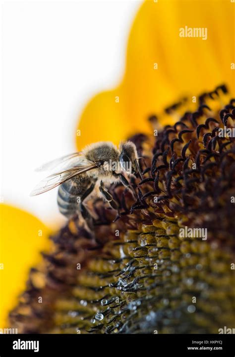 Extreme Close Up Of Bee Honeybee Apis Mellifera Insect Collecting