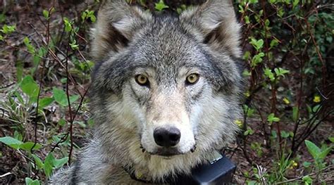 State Confirms Wolf Depredation In Clover Valley Lassen News