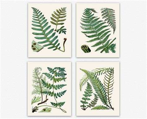 Fern Print Set Of Fern Botanical Prints 4 Fern Posters Botanical Wall Art Fern Illustration