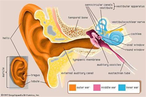 Human Ear Structure Function And Parts