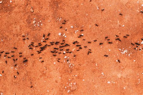 Little Black Ants Control Facts And Identification Pest Control Experts