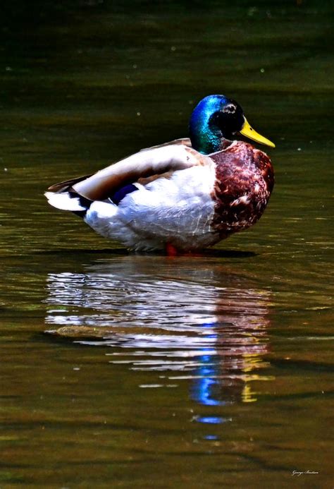 Colors Of Nature Mallard 001 Photograph By George Bostian Fine Art