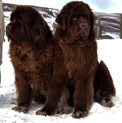 Newfoundland Dogs Wallpapers Wallpaper Cave