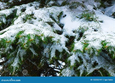 Green Branches Of Spruce Covered With White Fluffy Snow Stock Image