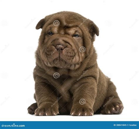Shar Pei Puppy Sitting Stock Image Image Of Sharpei 38841845