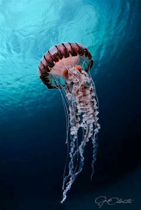 Beautiful Jellyfish Ocean Creatures Marine Animals
