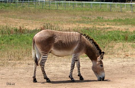 Zedonk The Zonkey Is A Hybrid Animal That Is Created By Cr Flickr