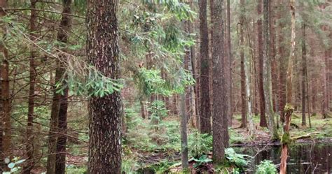 Primary Forests In Europe Seriously Resilience Blog
