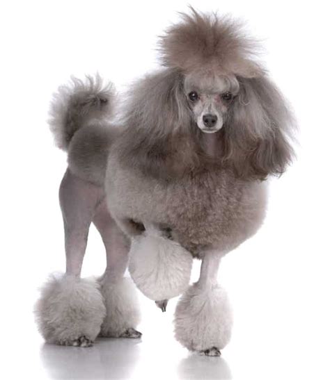 The Poodle Temperament The Top 6 Things You Absolutely Got To Know