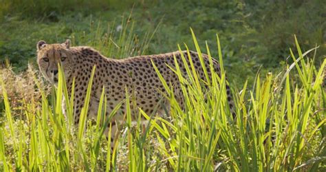 Close Up Of Beautifuli Adult Cheetah Walking In High Grass Stock Video