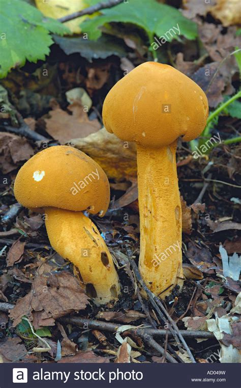 Two Bright Yellow Mushrooms Genus Agaricus Growing On The