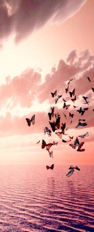 We did not find results for: Pink sunset | Pink sunset, Beautiful butterflies, Butterfly wallpaper