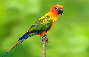 Conures Facts List Of Types Care As Pets Singing Wings Aviary Com