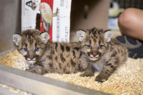 Toledo Zoo Receives 3 Orphaned Cougar Cubs From Washington The Garden