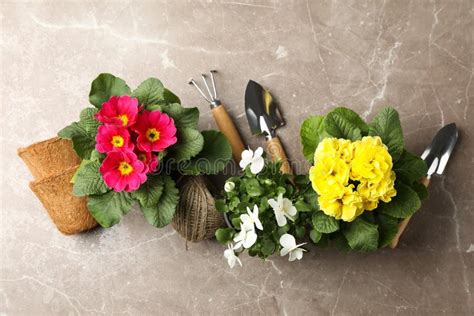 Flowers In Pots And Gardening Tools On Background Top View Stock Image