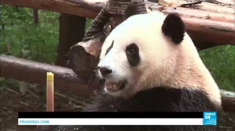 China The Giant Panda Is No Longer Classified As Endangered Youtube