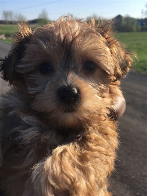 Hi, we have a beautiful litter of 4 malshi puppies looking for forever homes. YorkiePoo Puppies For Sale | Rochester, NY #275968