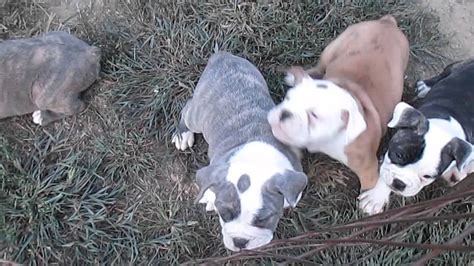 A complete guide to the english bulldog breed. Olde English Bulldogge Puppies For Sale In PA - YouTube