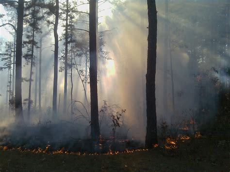 Prescribed Fire