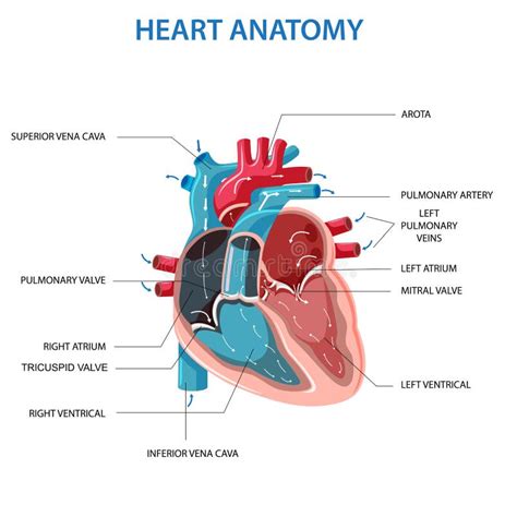 Human Heart Anatomy Vector Illustration Stock Vector Illustration Of