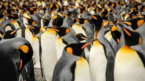 Penguins Birds Animals Hd 4k Antarctica Photography Hd Wallpaper
