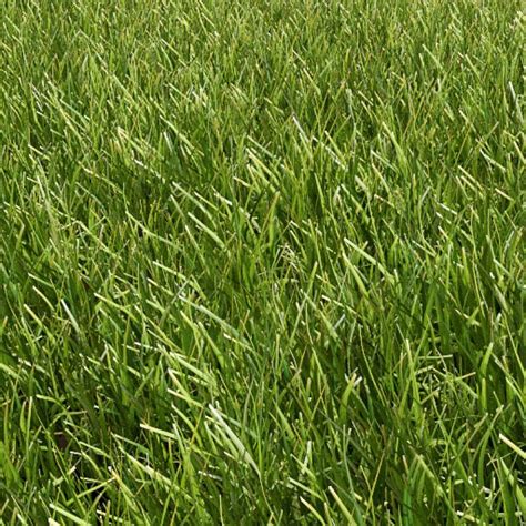Common Grass 01 Detail In Library Browser Forest Pack For 3ds Max