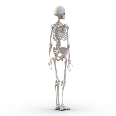 Ma Human Female Skeleton Rigged