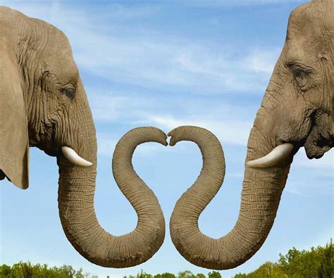Elephants In Love Elephant Elephant Love Cute Animals