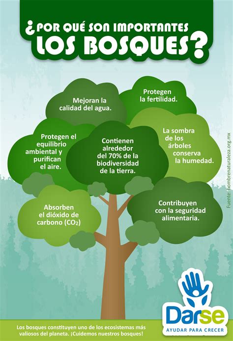 Darseinfografía ¿por Qué Son Importantes Los Bosques Cartelera Del