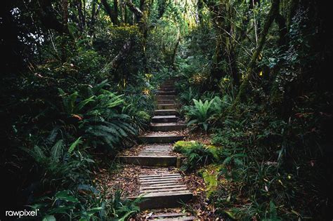 Download Premium Image Of Pathway In A Tropical Jungle 595233 Scenery