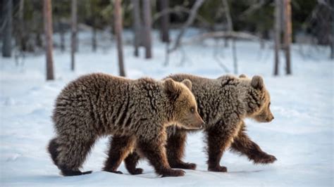 National Geographic Shares Sweet Footage Of Baby Bears That Cant Be